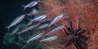 Shoal of Boga, Jardines de la Reina, Cuba. (Photo: Peter & Beverly Pickford Wildlife Photography)