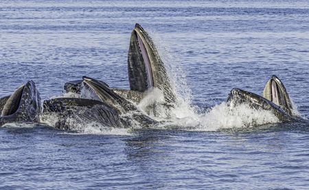 Landmark High Seas Treaty ratified, opening a new era for ocean governance