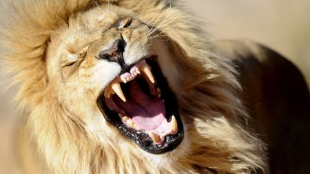 'It's becoming a tourist' - Escaped Karoo Park lion takes down 5 sheep near Sutherland