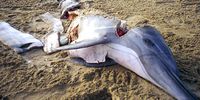 Due to its durability in salt water, dolphin meat is a preferred fishing bait.<br>(Photo: Supplied)