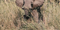 Zambezi river. Photographer: Dominic Watson 