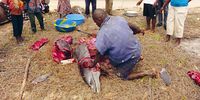 Butchering a dolphin, West Africa. (Photo: Supplied)