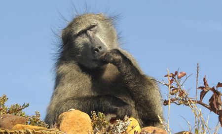 Call to halt proposed removal of Cape Peninsula baboons a rallying cry for a more compassionate approach