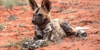 This Wild Dog pup was watching the adult dogs intently, as they took off on a hunt over the dunes.   Soon after, they killed a Gemsbok calf. (Tswalu Game Reserve, Northern Cape). Photographer: Sibyl Morris