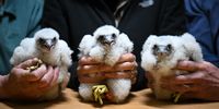Nigel Jones from the British Trust for Ornithology (BTO), (L), Ruth Churchill, and Phil Sheldrake, the Cathedral’s Nature Conservation Adviser pose with Rose, Rex and Lily after the Peregrine Falcon chicks were ringed and measured at Salisbury Cathedral on May 17, 2023 in Salisbury, England. The Cathedral peregrine chicks are ringed by Nigel Jones from the British Trust for Ornithology (BTO), assisted by Phil Sheldrake, the Cathedral’s Nature Conservation Adviser. This year’s chicks, which are three weeks old, are weighed, measured and fitted with two rings, a small metal BTO (British Trust for Ornithology) ring for tracking/record-keeping and a larger orange Darvic ring so that they can be identified and tracked. The names this year are Coronation themed, with the public having voted for them. (Photo by Finnbarr Webster/Getty Images)