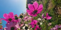 Cosmos watching the Sunrise - Groot Constantia Vineyard</p>
<p>CREDIT: Natalie Greatorex