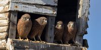 Crowded House. Photographer: Daryl de Beer