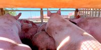 Inside a truck tightly packed with pigs, some stacked on top of one another, arriving for slaughter at Molare Abattoir in Olifantsfontein. (Screenshot from Video: Gabriella Fischer)