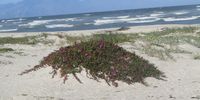 Blooming beach, Capricorn, Cape Town. Image: Heleen Bron