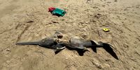 Measurements being taken of the dead Sawfish. (Photo: Kevin Cole)