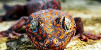 The international commercial trade in at least 267 amphibian species is not regulated by CITES even though some of these species are considered threatened.<br>(Photo: Nature Needs More)