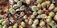 Don-Kirstenbosch 2