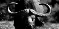 Buffel. Photographer: Johann Engelbrecht