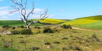 Hemel en Aarde Valley. Photographer: Neville Lance