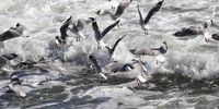 A flock of frenetic seagulls. Photographer: Stephen P Jeffries