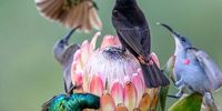 “Limited Resource”. Three species of Sunbird jostle for feeding rights. Photographer: Don Hunter