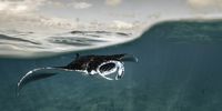 Manta ray, St Francis Atoll, Seychelles. (Photo: Peter & Beverly Pickford Wildlife Photography)