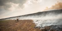LLANGOLLEN, DENBIGHSHIRE - JUNE 01: Stephen Frost, a farmer, attempts to beat back a wildfire spreading across the moorland towards his farm, pictured in the Clwydian Range, above the village of Rhewl, Llangollen, on June 1, 2021 in North Wales, United Kingdom. Wales saw its wettest May on record, but with a dry and sunny Bank Holiday weekend, the fire spread quickly over the moorland. (Photo by Phil Hatcher-Moore/Getty Images)