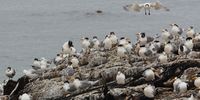 Common terns near Danger Point, their orange bills indicating they are looking for mates. Photographer: Chris Marais