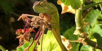 Lisa Figenschou<br>Cape dwarf chameleon<br>Somerset West