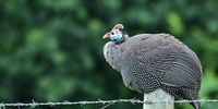 A guineafowl surveys his "home", Nambiti Game Reserve, Ladysmith (KZN), from atop a fence post. Photographer: Jacky du Plessis