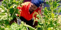 Siyabong Masinda takes a closer look at his wilting spinach in the heat of summer. Makhanda has had inconsistent water supply and water woes for many years. (Photo: Vusumzi Fraser Tshekema)