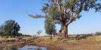A portion of the wetlands on the Tribe One Dinokeng festival site. (Photo: Riaan Jacobs)