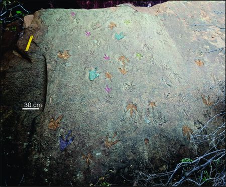 Footprints take science a step closer to understanding southern Africa’s dinosaurs