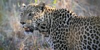 A Magnificent Savuti Leopard. Photographer: Rex Kelly 