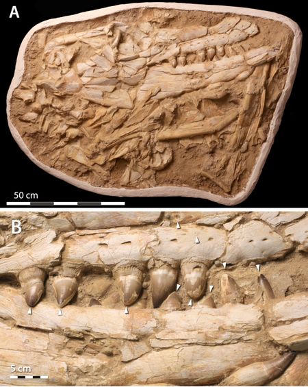 ‘Sea monsters’ were real millions of years ago. New fossils tell about their rise and fall