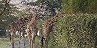Grass greener on the other side? (Naivasha, Kenya). Image: Chris Heymans 