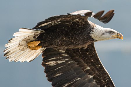 Life in Flight: The world from my back yard