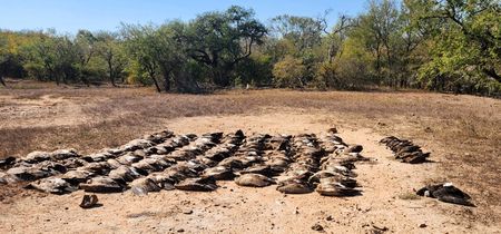 Fears of a syndicate plot to wipe out all Lowveld vultures after 100 more poisoned
