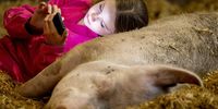 A girl looks at her mobile phone while she cuddles with a sow in the barn of organic company De Beukentuin in Hoogeloon, The Netherlands, 04 June 2023. Visitors to the farm can pet pigs up close.  EPA-EFE/KOEN VAN WEEL