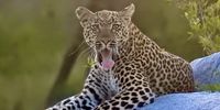A female Leopard waking up for the evening hunt, Tengile River Lodge, Sabi Sands. Image: Sarah-Jane Wagg