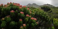 Proteas light up the winter landscape. Silvermine nature reserve, Cape Town<br>Anne Rogers</p>
<p>