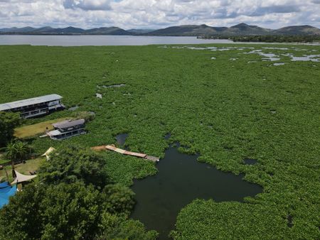 Harties vs the hyacinth (Part 1) – The toxic dangers lurking under cover of an invasive weed