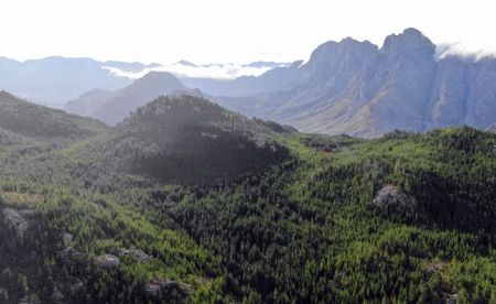 Alien plant removal makes for monumental water savings in drought-prone areas