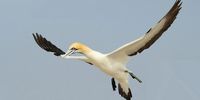 The Cape gannet.  (Photo: BirdLife South Africa)