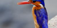 Malachite Kingfisher. Photographer: Cobus Swart</p>
<p>P4U_readersubmission_20250404