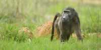 Baboons wander around on December 6, 2013 in Sun City, South Africa. (Photo: Stuart Franklin/Getty Images)