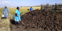 At the home of Nosipho Dlamini in Mdatya Village, Eastern Cape, large amounts of kraal manure are used to grow the most delicious sweet potatoes. (Photo: Margie Pretorius)
