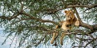 Just hanging around, waiting, watching. Lioness climbs the tree to escape the heat and flies and rest. Photographer: Ross Couper<br>