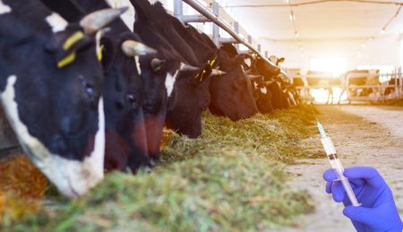 South Africa reports progress in limiting antibiotic use in animal farming