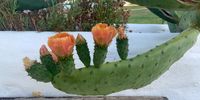 Cactus in Bloom. Photographer: Jo-Ann Fourie