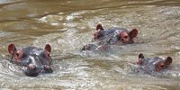 The reserve’s hippo population has dropped by nearly 70% over the past 40 years. Photos: Rick Matthews/Big Banana Films