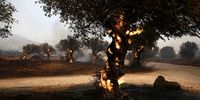 The fire burns olive groves at Lagonisi area, Greece, 17 July 2023. Firefighting forces are battling a blaze that broke out in the Kouvaras area in Attica, while a warning was sent via the emergency number 112 to evacuate several settlements in southeast Attica. A force of 55 firefighters and 20 fire engines, two units on foot and 31 Romanian firefighters with five water tankers have been deployed to put out the fire, assisted by six fire-fighting aircraft and four helicopters from the air. EPA-EFE/YANNIS KOLESIDIS