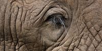 Eyelashes. Image: Jon Gunning