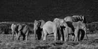 The herd forms a protective phalanx around the first baby born on the reserve (2023). (Image: Chris Marais)<br> 
