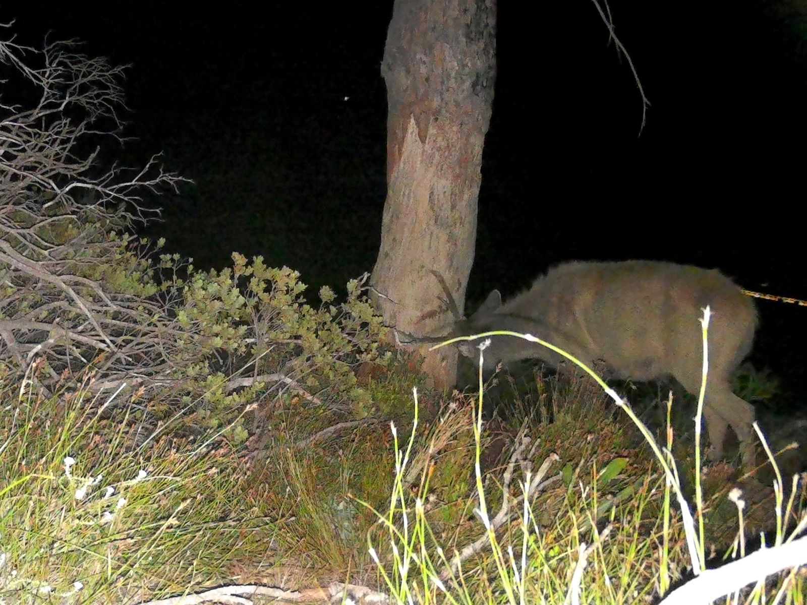 Exotic Sambar deer on Table Mountain: Do the research first and shoot later